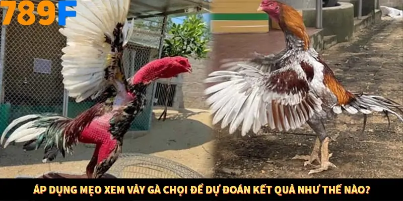 Áp dụng mẹo xem vảy gà chọi để dự đoán kết quả như thế nào?