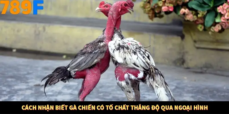 Cách nhận biết gà chiến có tố chất thắng độ qua ngoại hình