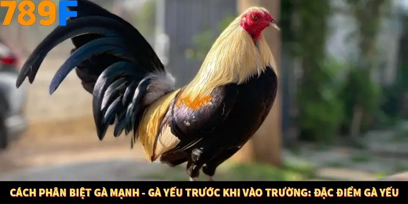 Cách phân biệt gà mạnh - gà yếu trước khi vào trường: Đặc điểm gà yếu