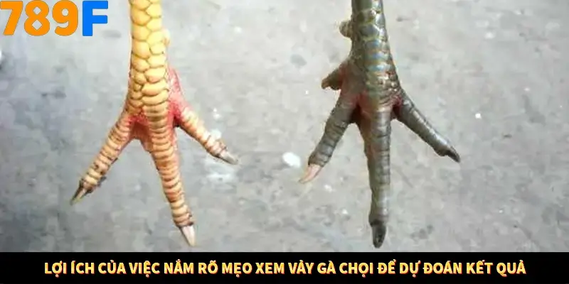 Lợi ích của việc nắm rõ mẹo xem vảy gà chọi để dự đoán kết quả
