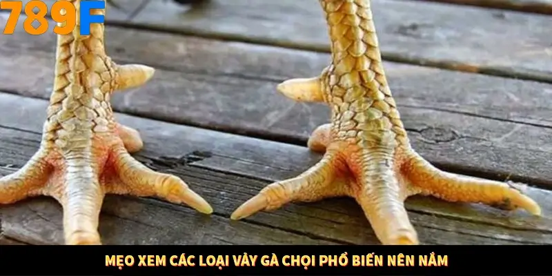 Mẹo xem các loại vảy gà chọi phổ biến nên nắm